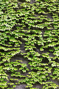 Bladene, grøn, Ivy