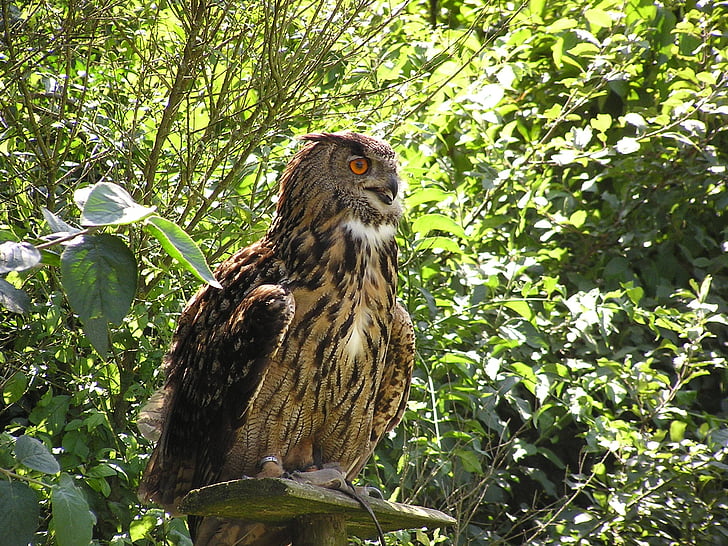 Eagle owl, Bubu, Wildlife park, Poing, pták, dravý pták, zvíře