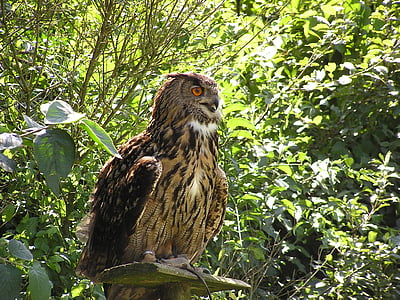 eagle owl, bubu, wildlife park, poing, bird, bird of Prey, animal