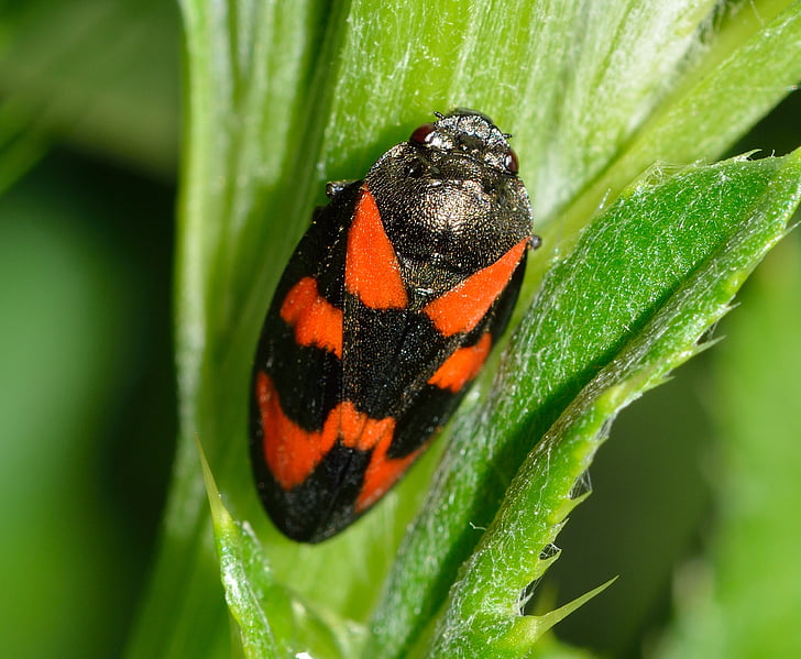 insects, hemiptera, cercopis, vulnerata, insect, nature, animal