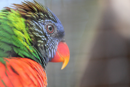 Lori, fugl, papegøje, loropark, Tenerife, rød, grøn