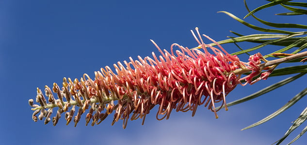 Grevillea, flor, australiano, nativo, -de-rosa, vermelho, néctar