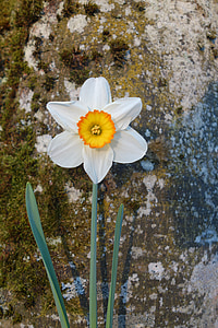 Daffodil, flor, flor, flor, groc, planta, primavera