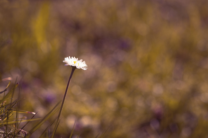Daisy, kvet, špicaté kvet, jednotlivo, Príroda, lúka, Zavrieť