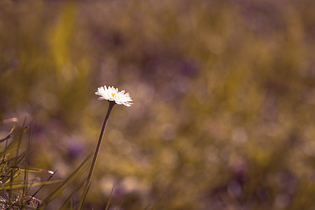 Daisy, fleur, fleur pointue, individuellement, nature, Meadow, fermer