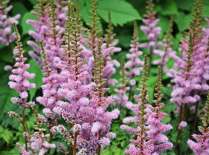 knotweed, flower, plant, purple, violet, pink, nature