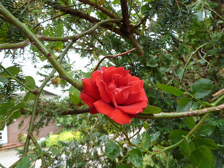 rosa, fiore, rosso, natura, pianta