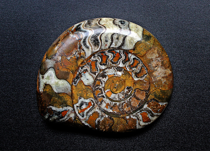petrificación, caracol, fósil, fósiles, espiral, petrificado, concha de caracol