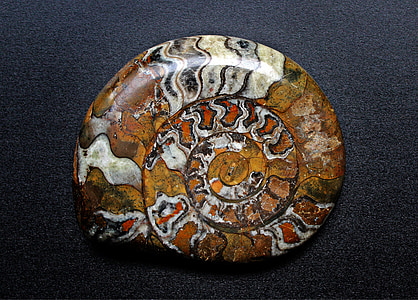 petrification, sneglen, fossile, fossiler, spiral, forstenet, sneglen shell