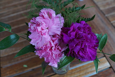 정 향, 꽃, 스트라우스, 보라색, 핑크