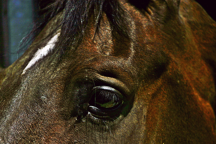 cavallo, marrone, testa di cavallo, occhio del cavallo, interessati, animale, animale domestico