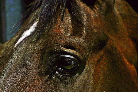 hest, brun, hest hoved, hest øje, interesserede, dyr, Pet