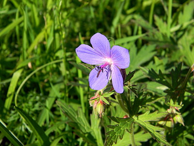 géranium, fleur, fleurs de prairie, plante, Géranium bleu, plante vivace, Bloom