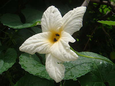 flower, nature, green, white flower, plant, white, pumpkin