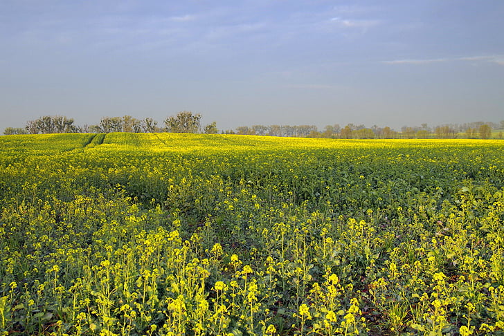 рапица, поле, Селско стопанство, жълто, цветя, отглеждането на, масло