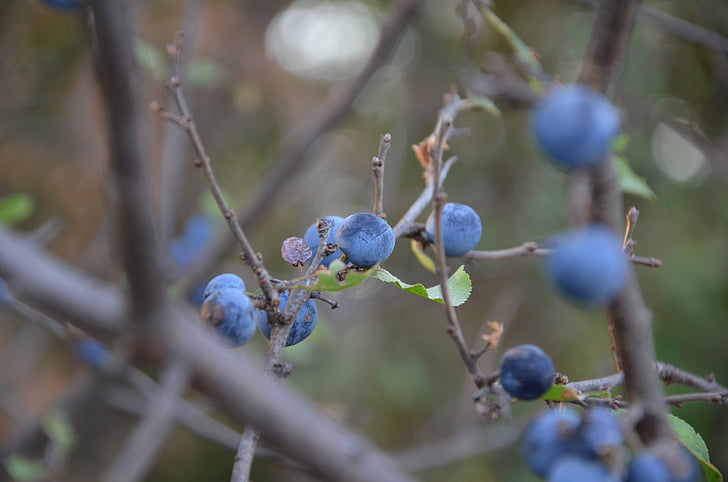 baies blaves, pruna salvatge, baies de primavera, arbust, natura, close-up