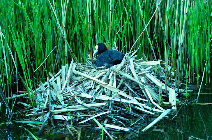 bird, water fowl, coot, nest, nesting, water, water's edge