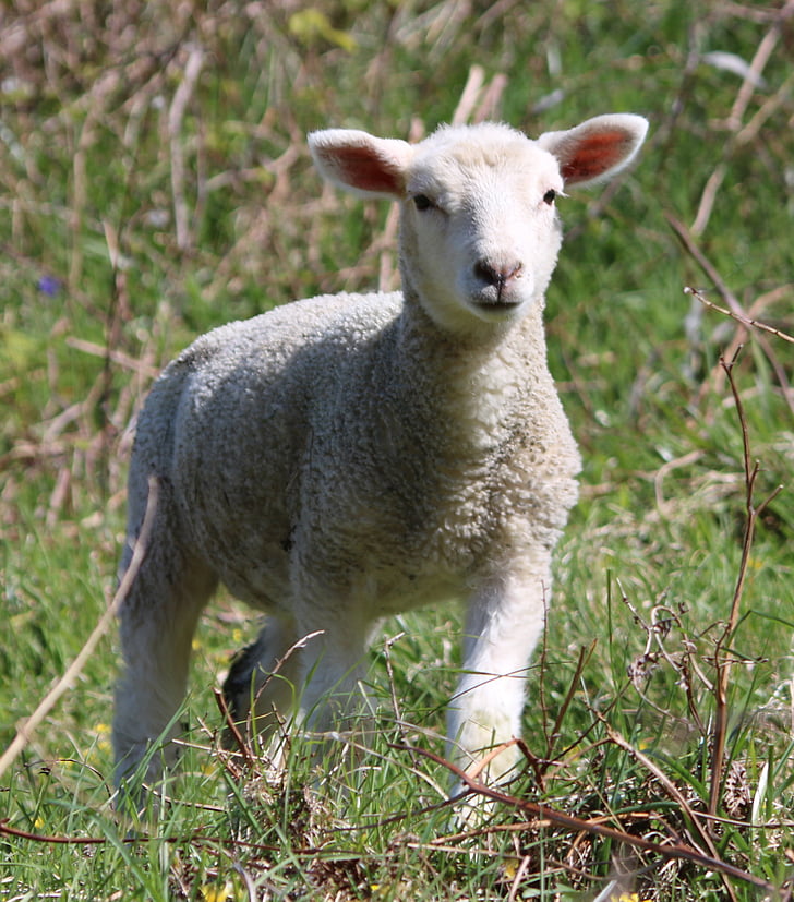 ovelhas, Cordeiro, campo, fazenda, agricultura, lã, pecuária
