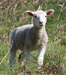 juh, Bárány, a mező, Farm, mezőgazdaság, gyapjú, állattenyésztés