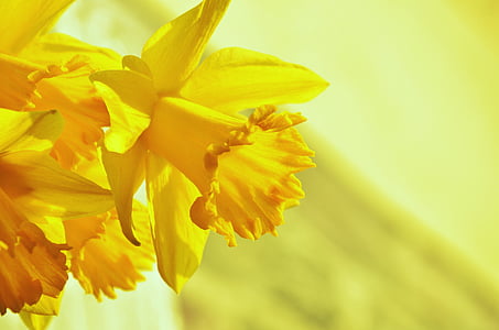 påskliljor, Osterglocken, gul, Blossom, Bloom, våren, blomma