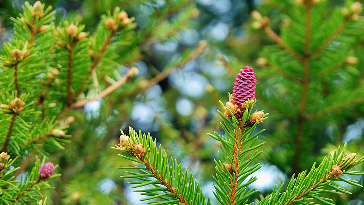musim semi, Spruce, mekar, cabang, pohon, closeup