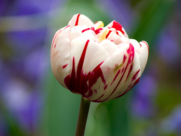 Tulip, blomst, makro