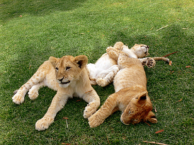 løve, liten, unger, spill, spille, pels, stor katt