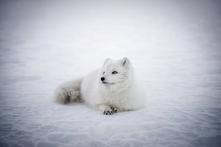 iceland, arctic fox, animal, wildlife, cute, snow, winter