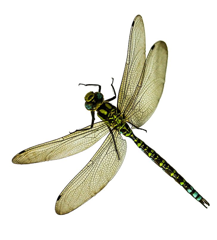 insektov, Dragonfly, blizu, makro, krilo, demoiselle, stojala