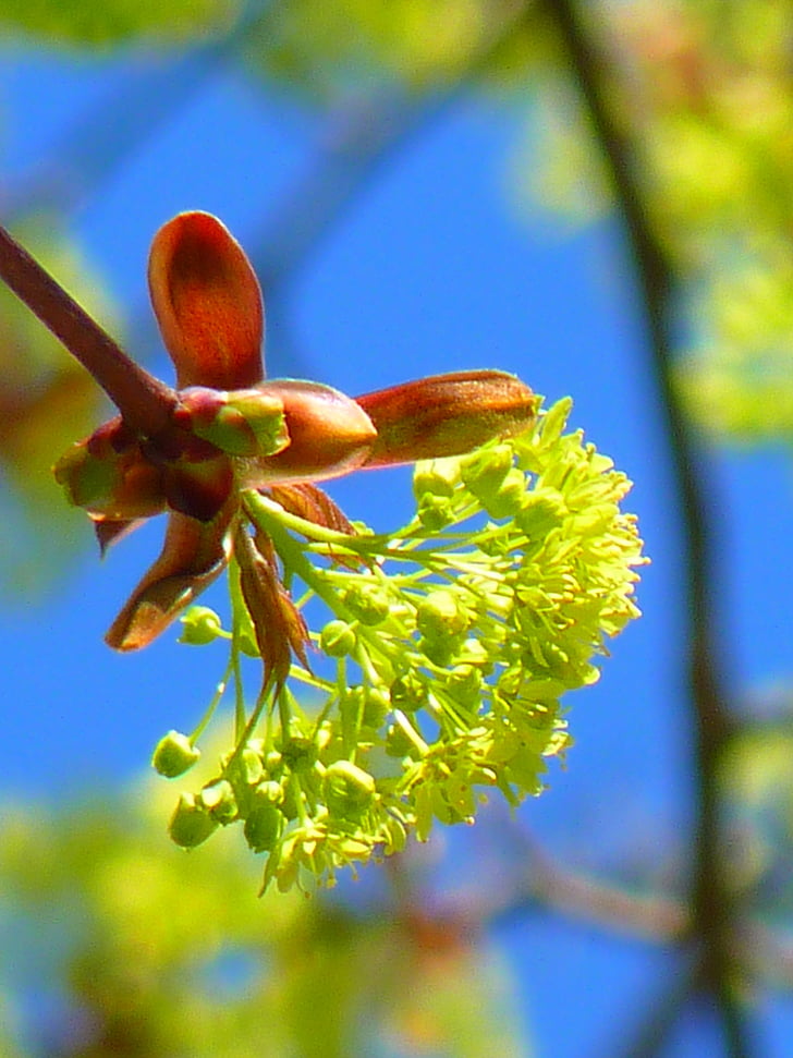 Maple, flor flor de Maple, Primavera, natureza, começou cedo, luz verde, neon verde