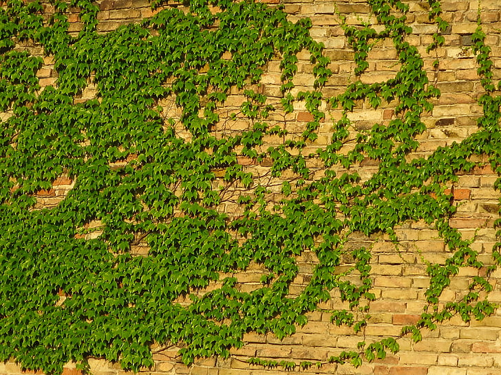 paret, ambre, Maó, verd, arbust, fons, patró