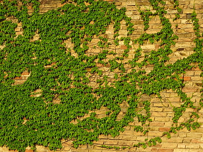 wall, amber, brick, green, bush, backgrounds, pattern