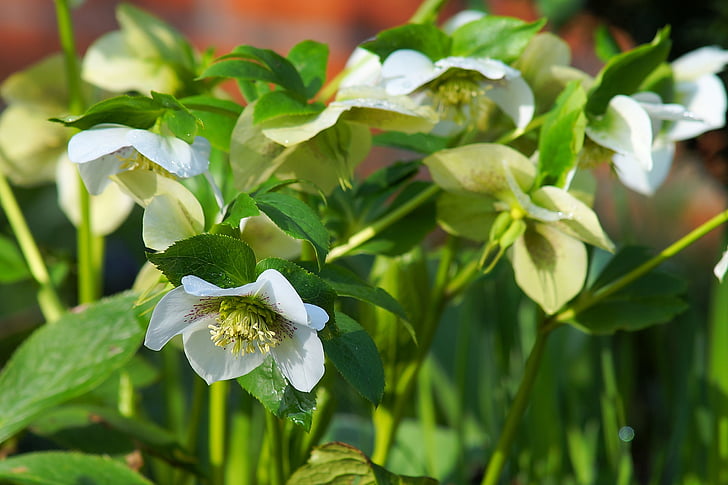 Anemone blanda, joulun rose, laji, kukat, valkoinen, alussa munaus, kevään