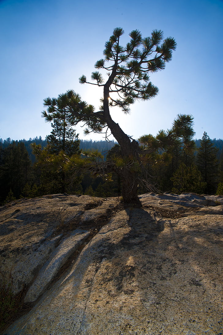 Yosemite nationalpark, Pine, barrträd, träd, Rock, soluppgång, motljus