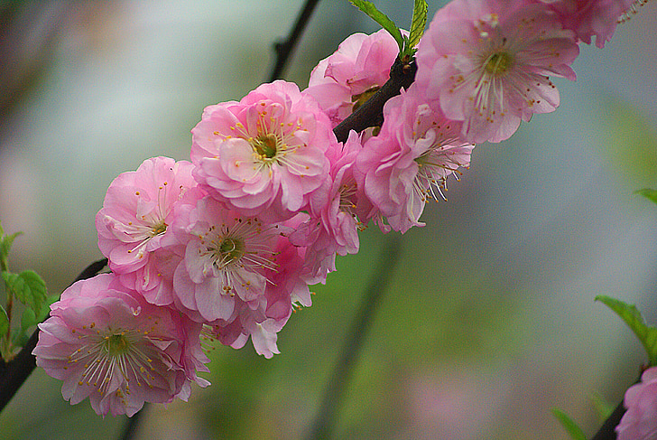 almond, almond flowers, almond twigs, flourishing, flowering, spring, small flowers