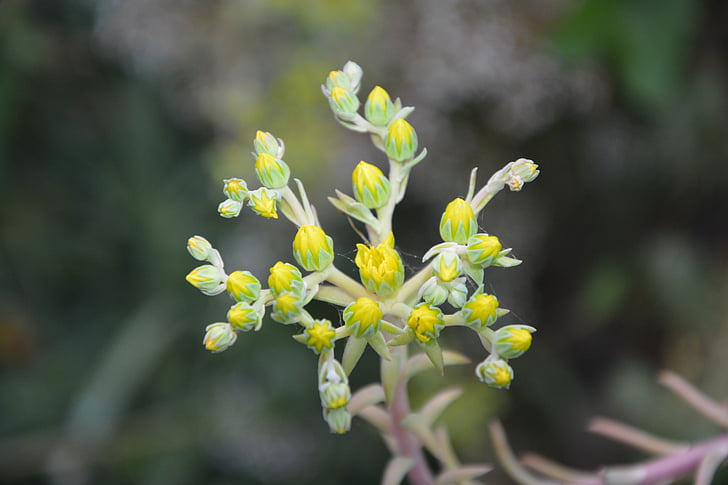 flowers, yellow, nature, garden, yellow flowers