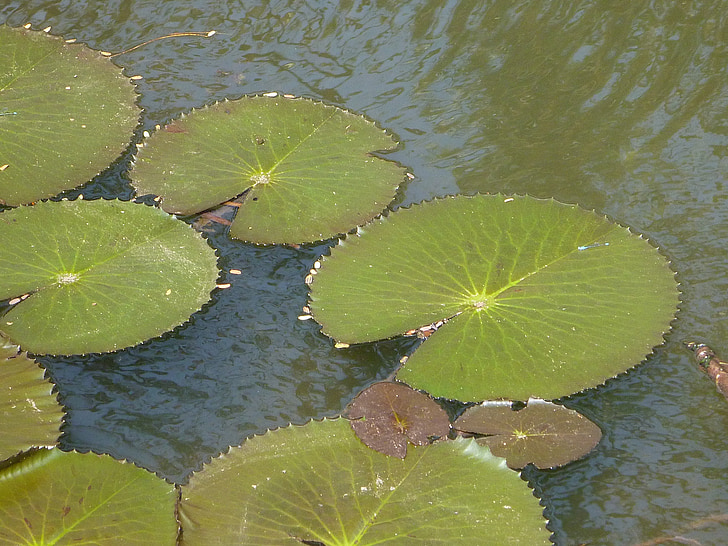 Lily pads, Lotus, lämnar, dammen, vatten