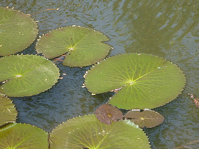 nénuphars, Lotus, feuilles, étang, eau