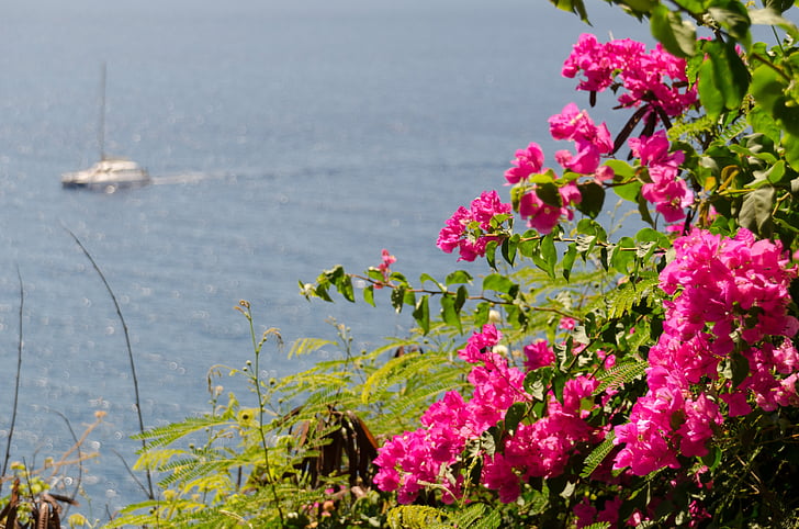 Trojitý kvet, popínavé rastliny, Botanická, Záhrada, Funchal, Madeira, Portugalsko