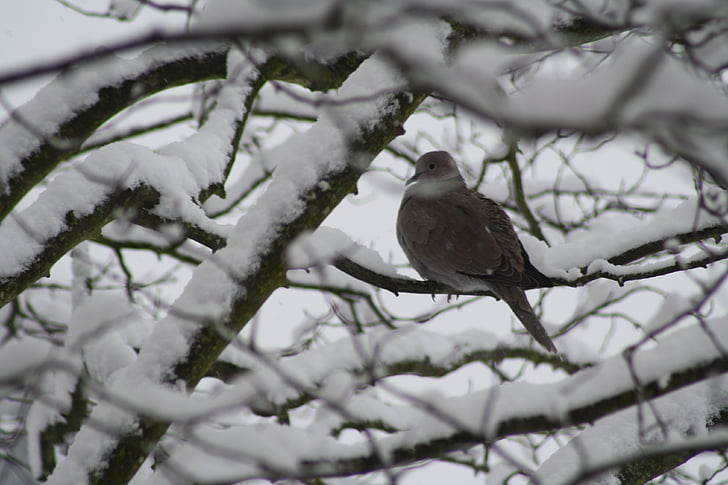 Dove, drzewo, zimowe, śnieg