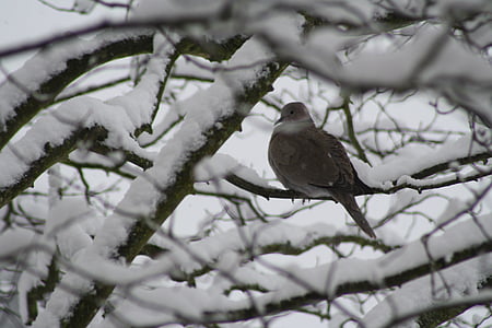 duif, boom, winter, sneeuw