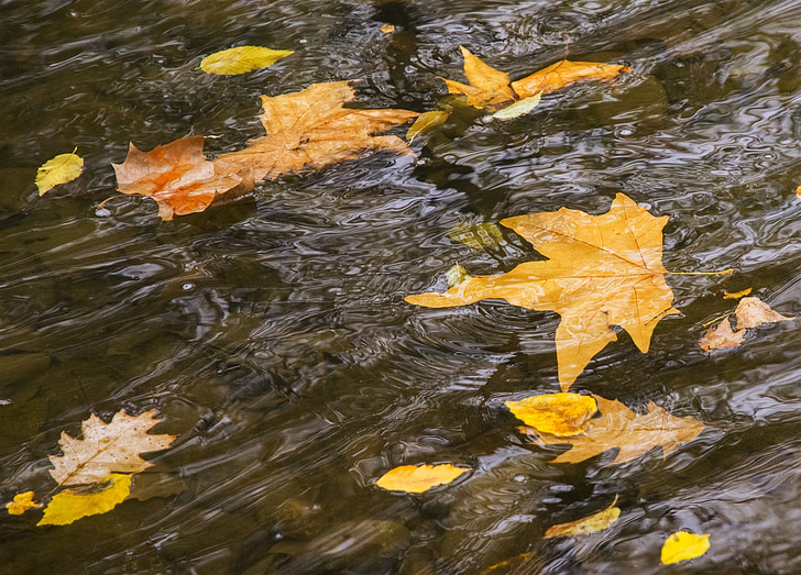 floden, rörelse, lakan, vatten, hösten, Park, Slide