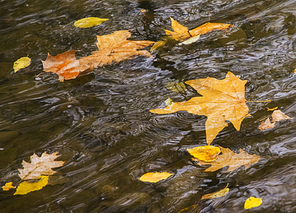 Река, движение, листы, воды, Осень, Парк, слайд