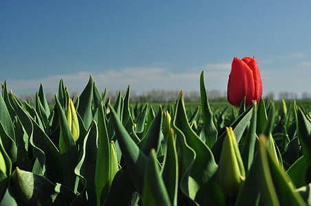 tulip, red, field of flowers, tulip field, one of a kind, especially, nature
