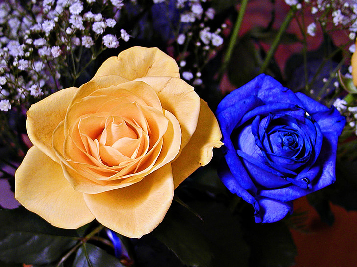 mavi, Sarı, Gül, çiçek, aşk, güzel, doğa