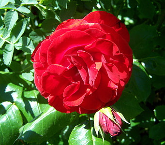 steg, rød rose, hage, natur, rød, anlegget, rose - blomster