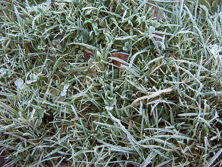 fű, fagy, téli