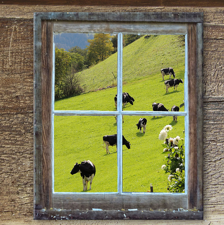 ikkuna, vanha, Hut, Alm, lehmät, kesällä, niitty