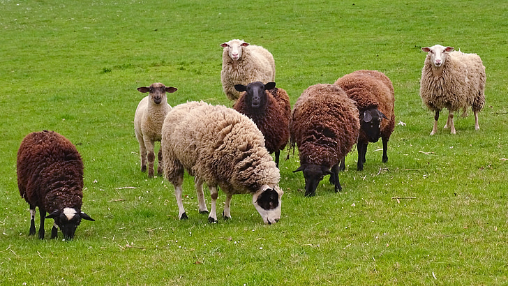 sheep, flock of sheep, flock, pasture, schäfer, meadow, schäfchen