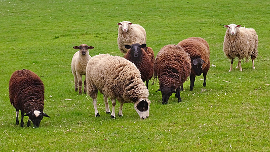 owiec, stado owiec, stado, pastwiska, Schäfer, łąka, schäfchen
